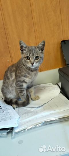 Котята бесплатно