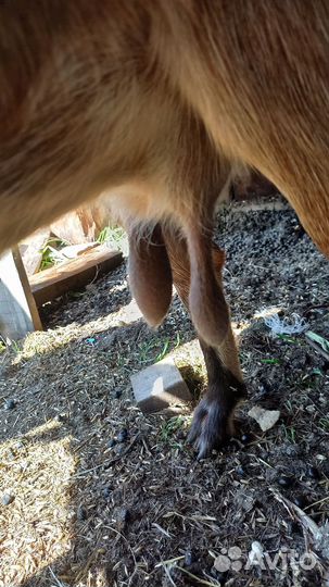 Коза дойная