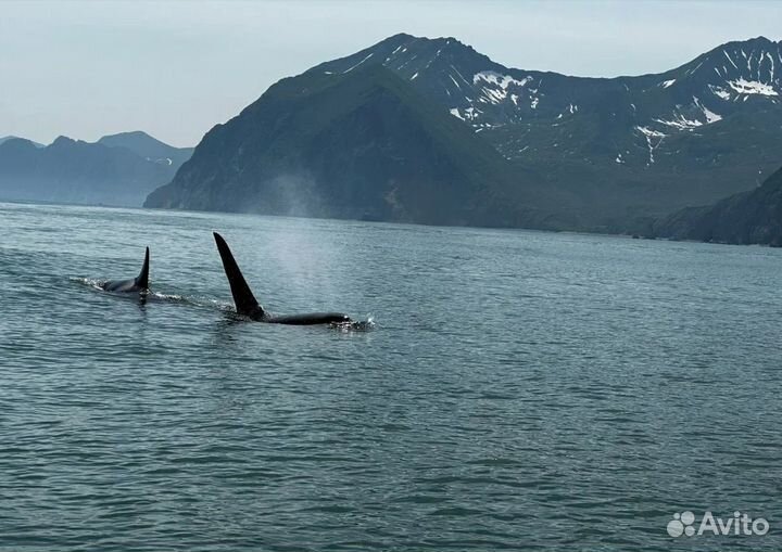 Камчатка тур экспедиция от 5 до 9 дн