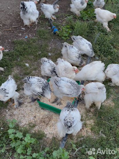 Петушки курочки Брама