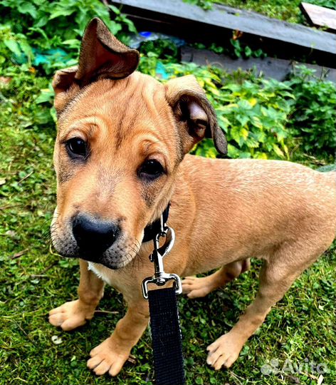 Щенок мальчик