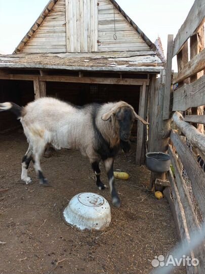 Нубийский козел