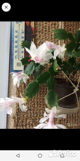 Декабрист желтый