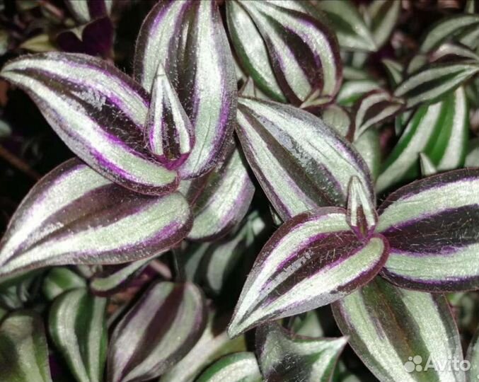 Традесканция зебрина и цитрусовые