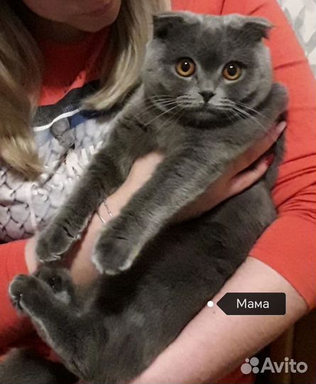 Шотландская