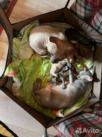 Донской сфинкс котята