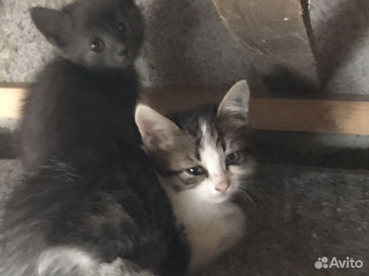 Котята бесплатно