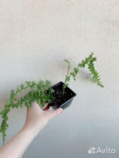 Нефролепис Дассада кудрявый