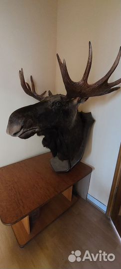 Чучело головы лося