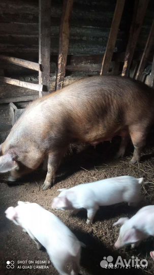Поросята