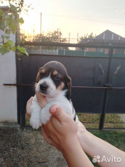 Эстонская гончая щенки