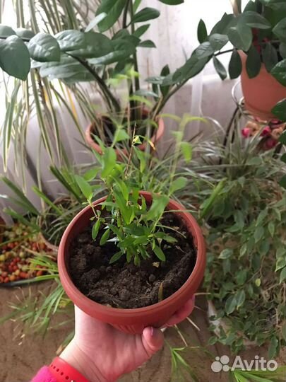 Гранат комнатный