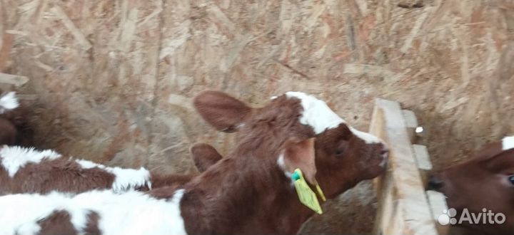 Телята бычки тёлки доставка бесплатно