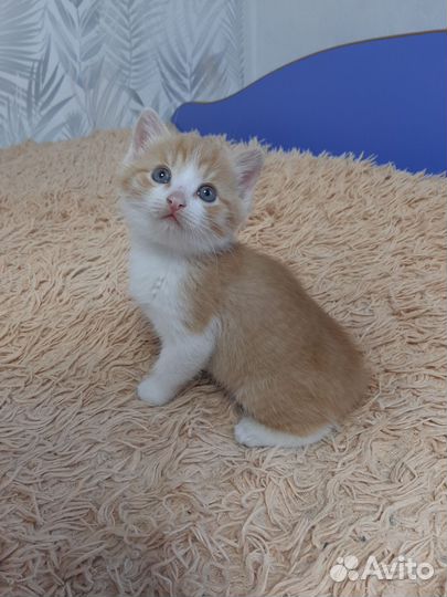 Котенок мальчик рыжий