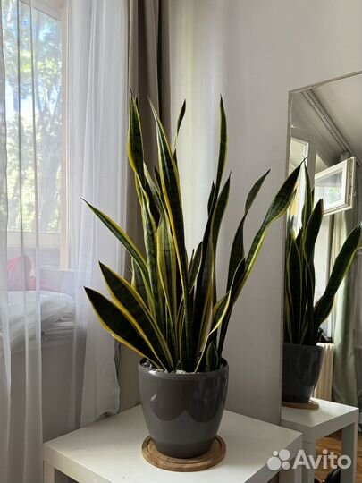 Сансевиерия лауренти, щучий хвост