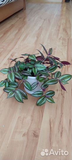 Традесканция