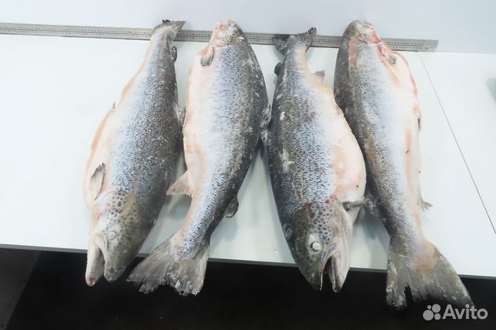 Лосось атлантический(семга) 5-6 кг