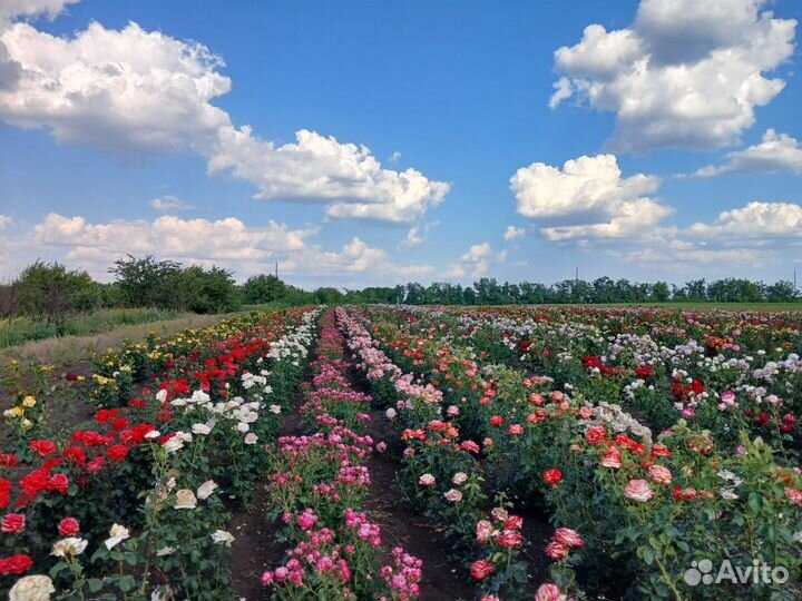Саженцы роз японские