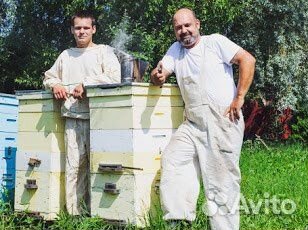 Пчелы карника бакфаст