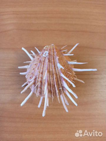 Морская раковина