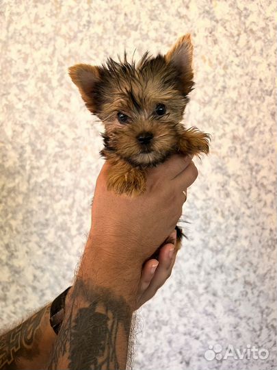 Йоркширский терьер