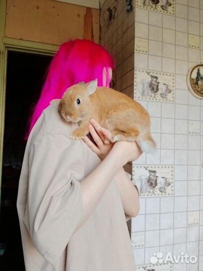 Декоративные кролики