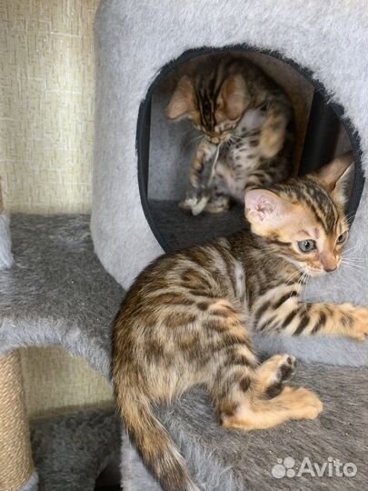 Бенгальская леопардовая кошка