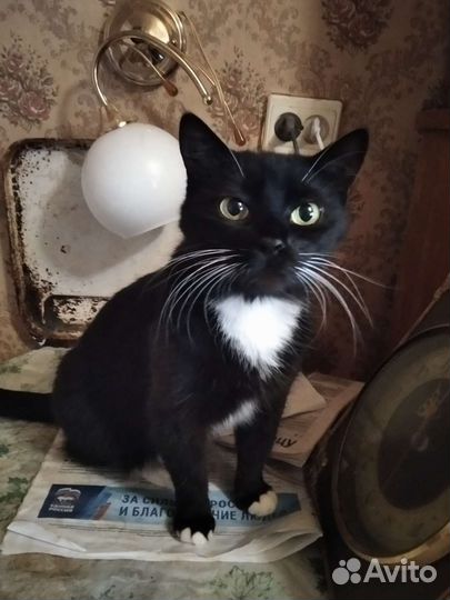 Кошка в дар