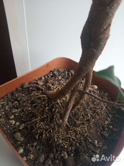 Фикус ретуза