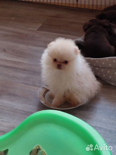 Померанский шпиц