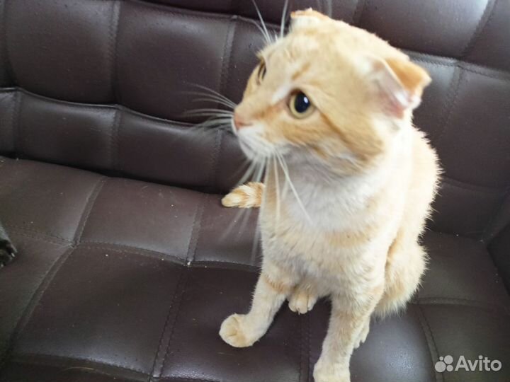 Кот вислоухий