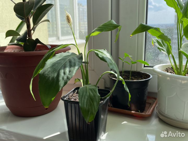 Спатифиллум женское счастье