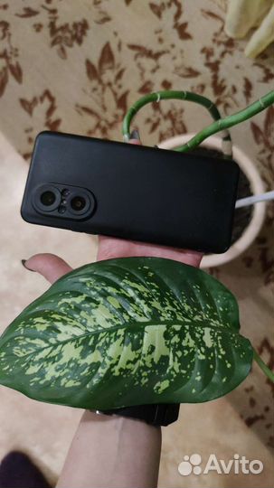 Цветы комнатные