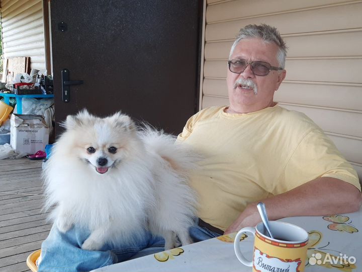 Немецкий шпиц для вязки