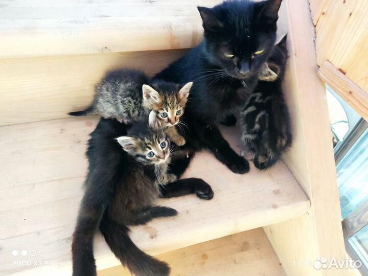 Котята в добрые руки