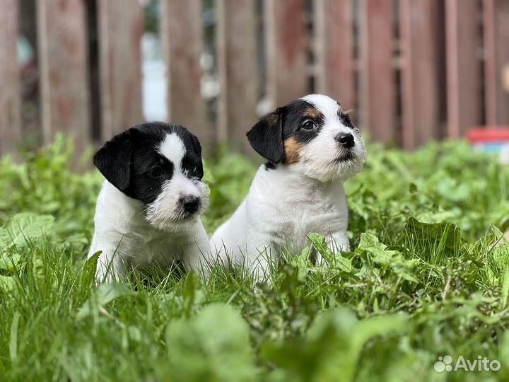 Щенки Джек Рассел терьер с документами