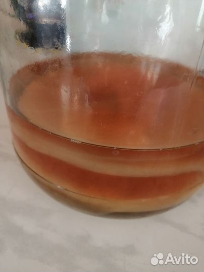 Гриб Чайный