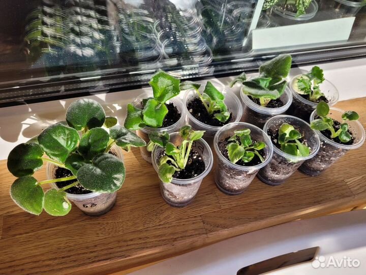 Суккуленты, фиалки, драцены и др