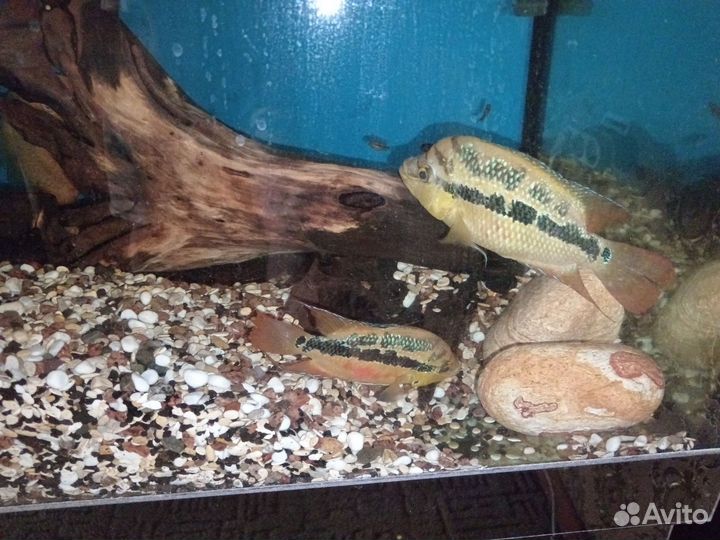 Американские цихлиды