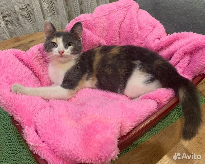 Котёнок девчуля