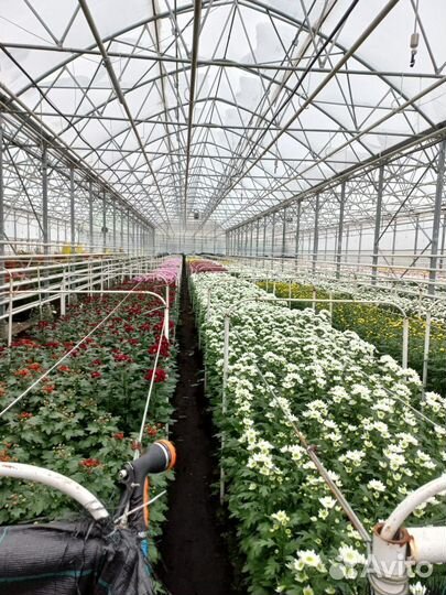 Готовый прибыльный бизнес. Теплица, цветочная