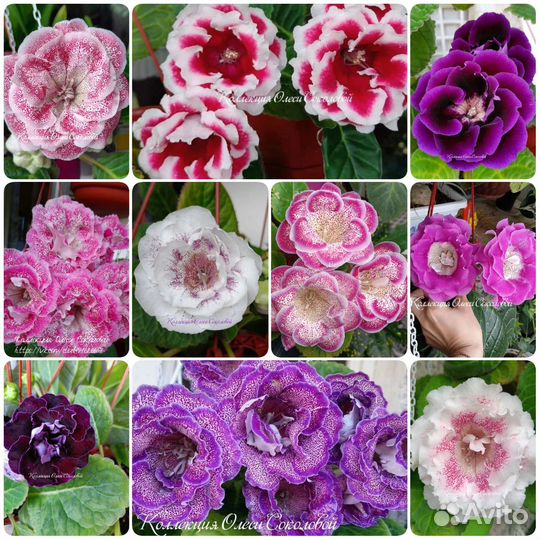 Семена глоксиний