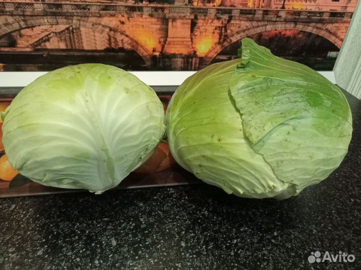 Капуста белокочанная