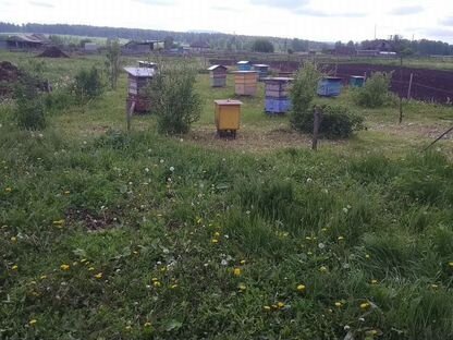 Пчелы с ульями и оборудованием, Магнитка