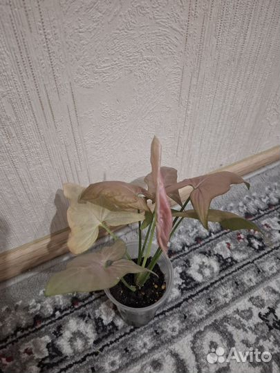 Сингониум регина ред