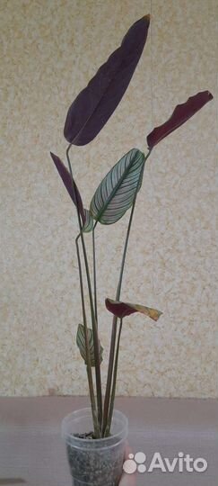 Калатея white star