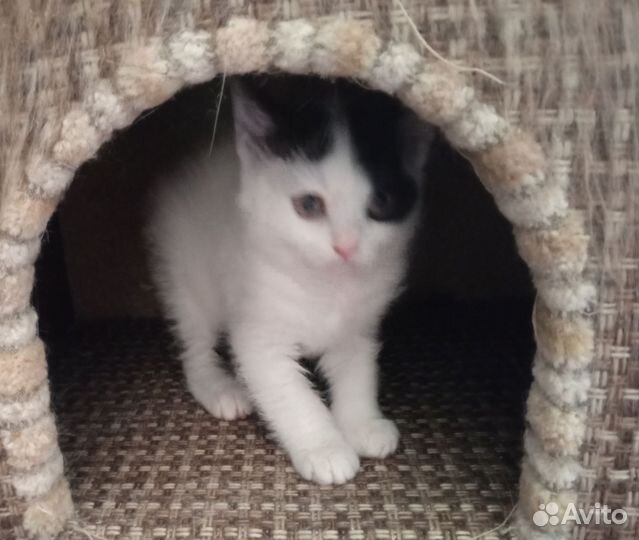Кошки бесплатно
