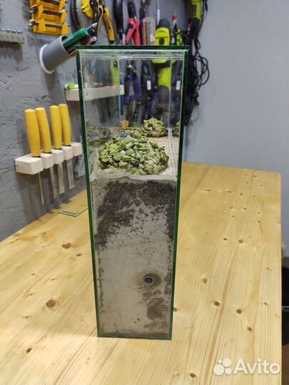 Формикарий муравьиная ферма