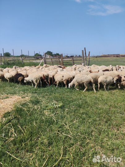 Овцы бараны ярки