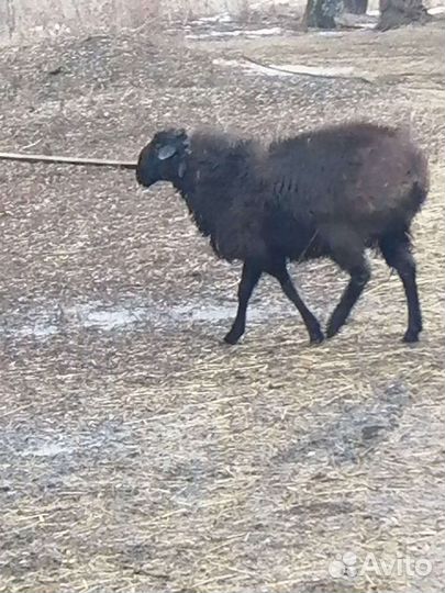 Баран на племя